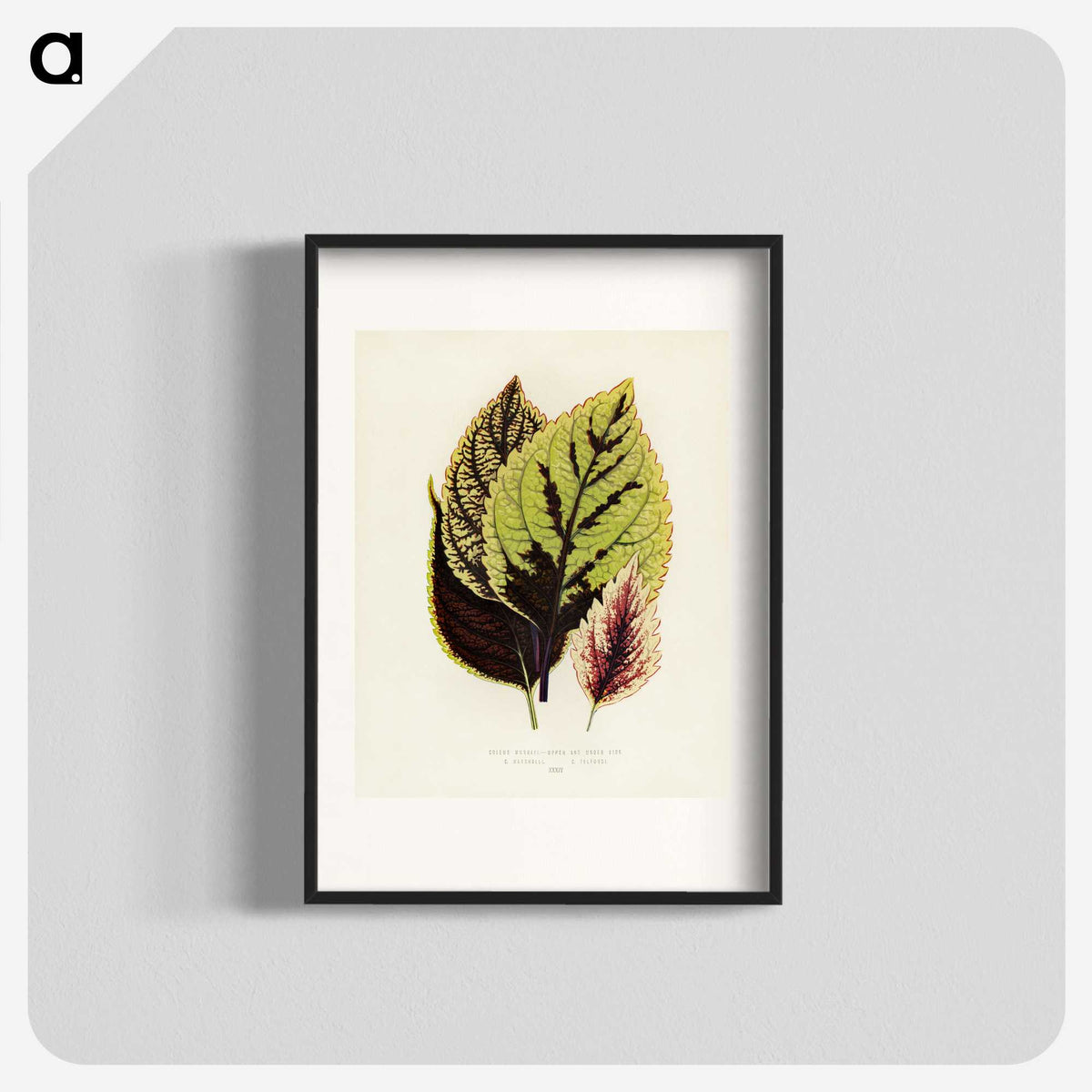 1-14_New-and-Rare-Beautiful-Leaved-Plants_blk