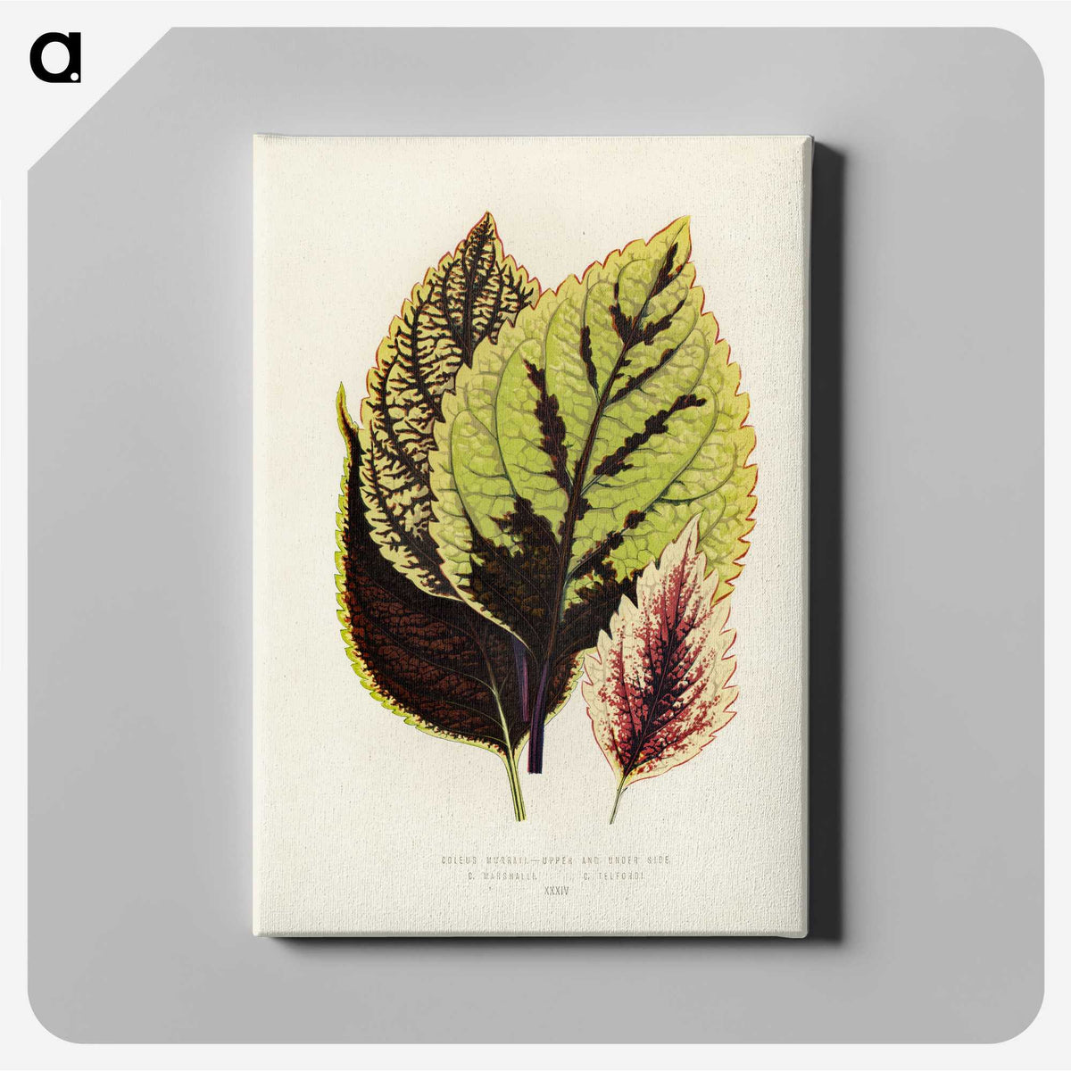 1-14_New-and-Rare-Beautiful-Leaved-Plants_canvas