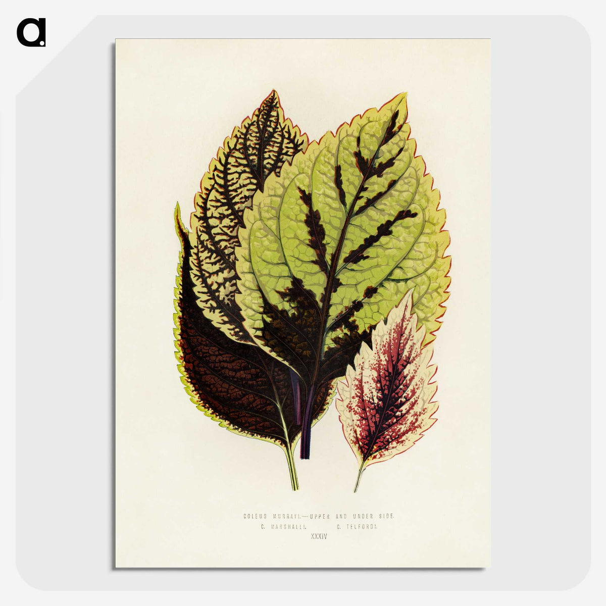 1-14_New-and-Rare-Beautiful-Leaved-Plants_picture-crop