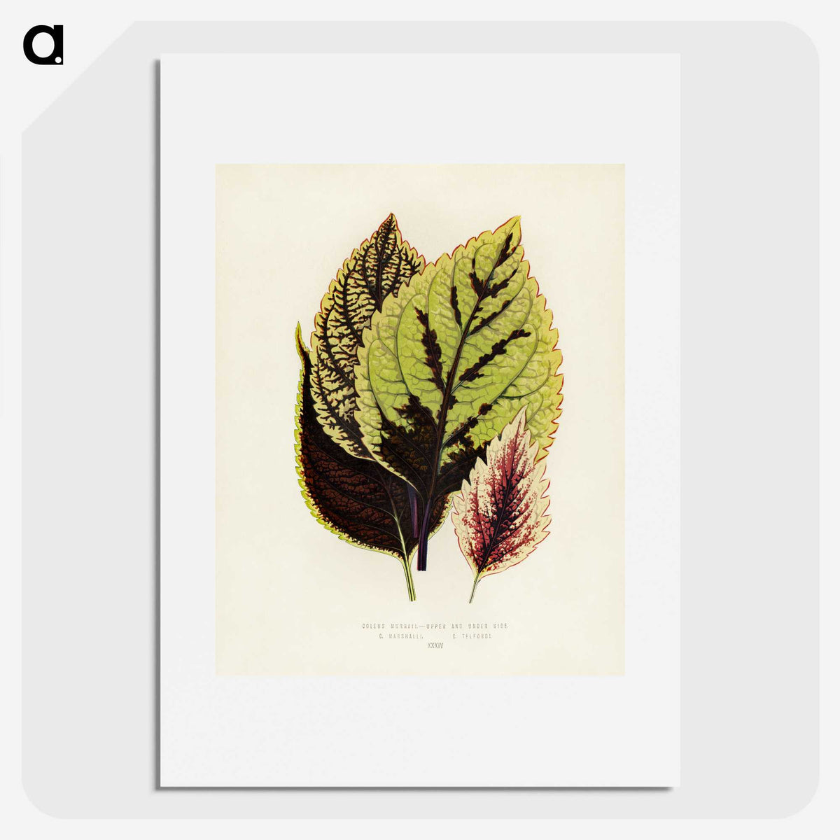 1-14_New-and-Rare-Beautiful-Leaved-Plants_picture