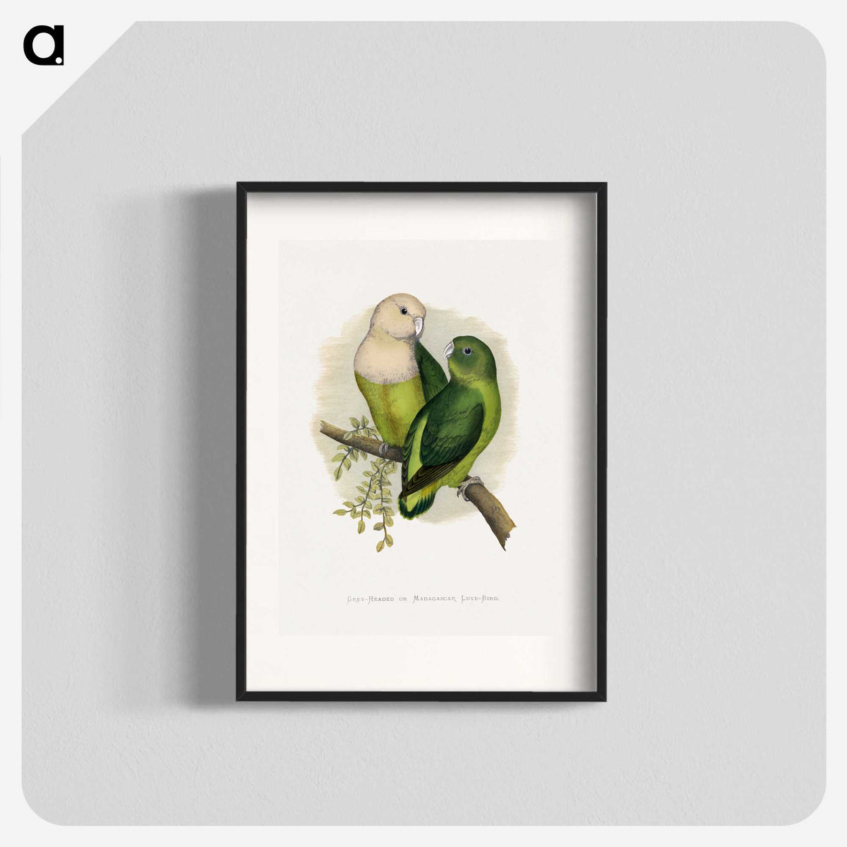 1-14_Parrots-in-Captivity_blk