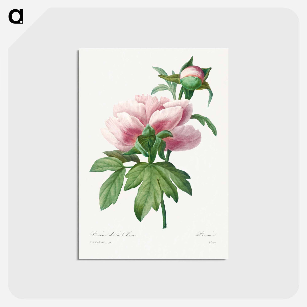 アートポストカード-Peony - ピエール ジョゼフ ルドゥーテ Postcard.