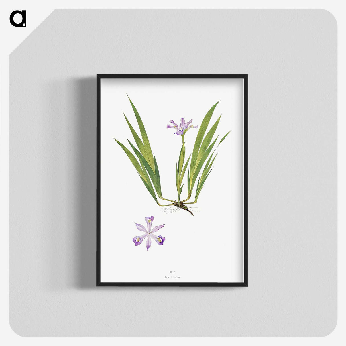 1-14_The-Genus-Iris_blk-crop