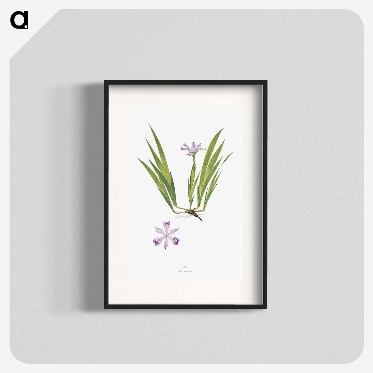 1-14_The-Genus-Iris_blk