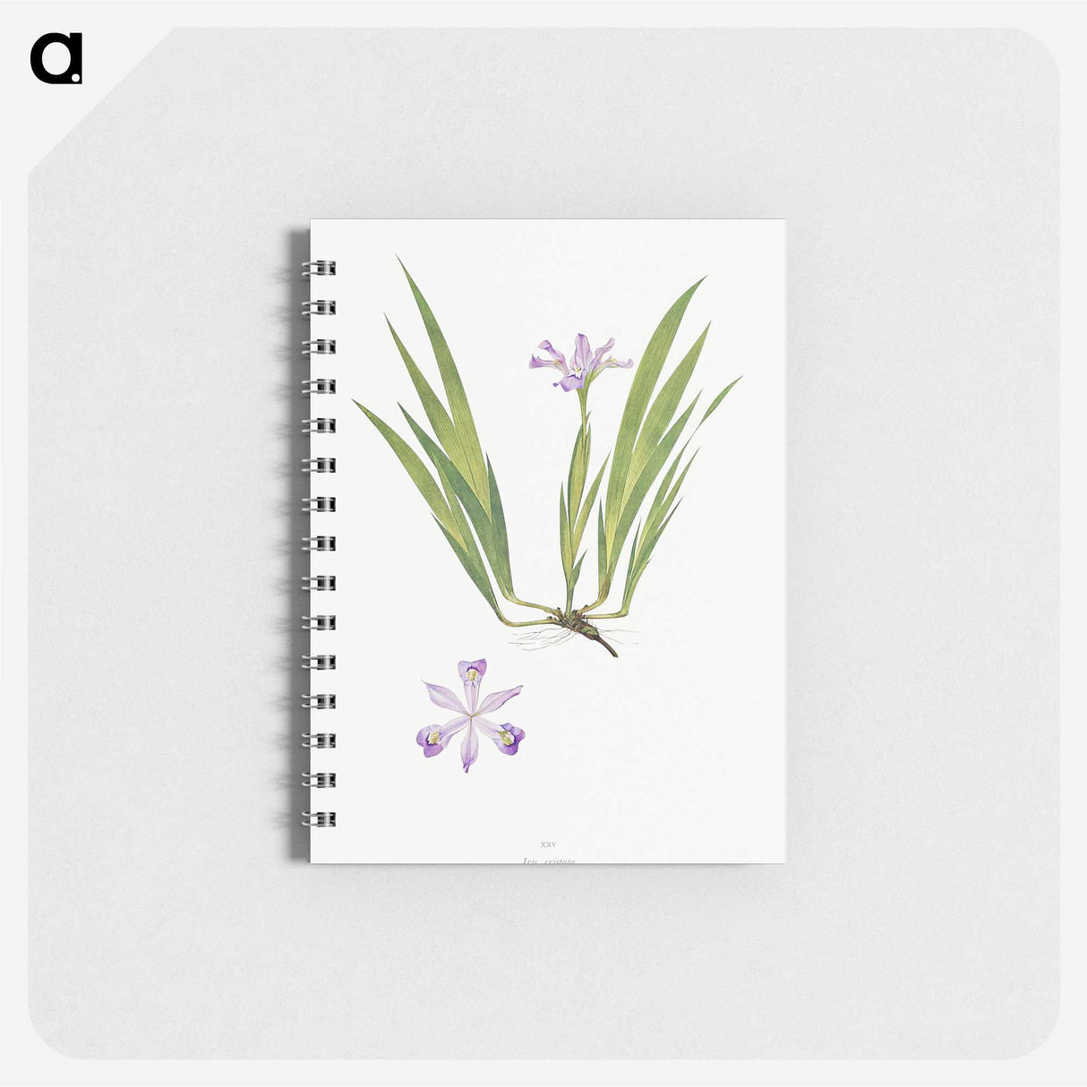 1-14_The-Genus-Iris_memo