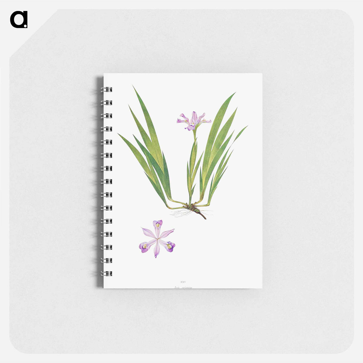 アートメモ帳-Iris Cristata
- アヤメ属 Memo.