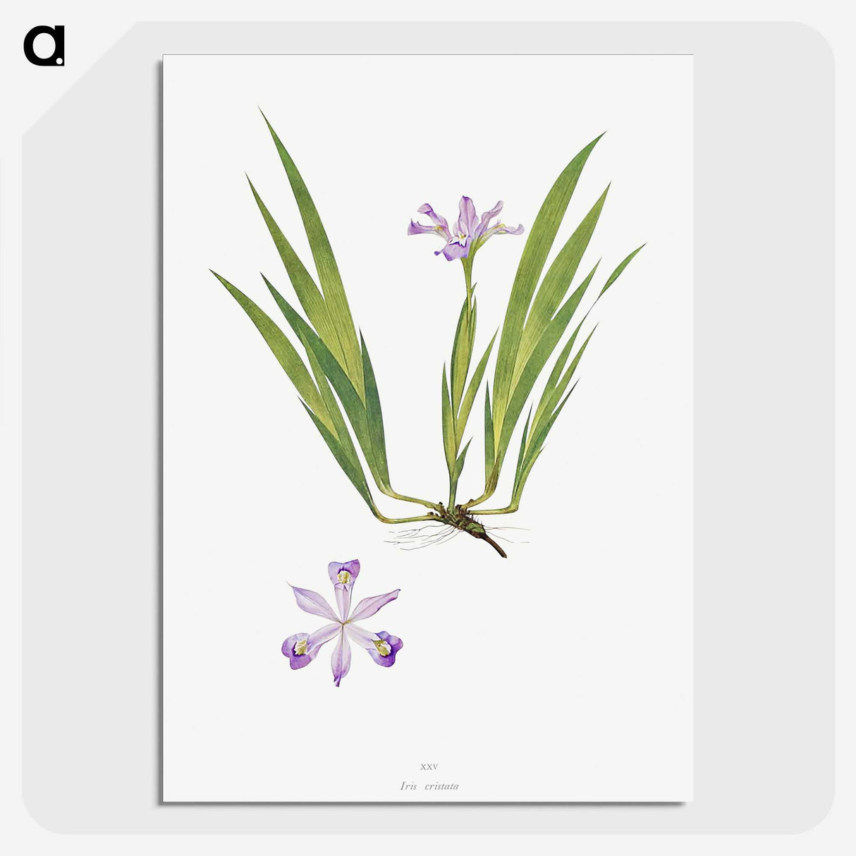 1-14_The-Genus-Iris_picture-crop