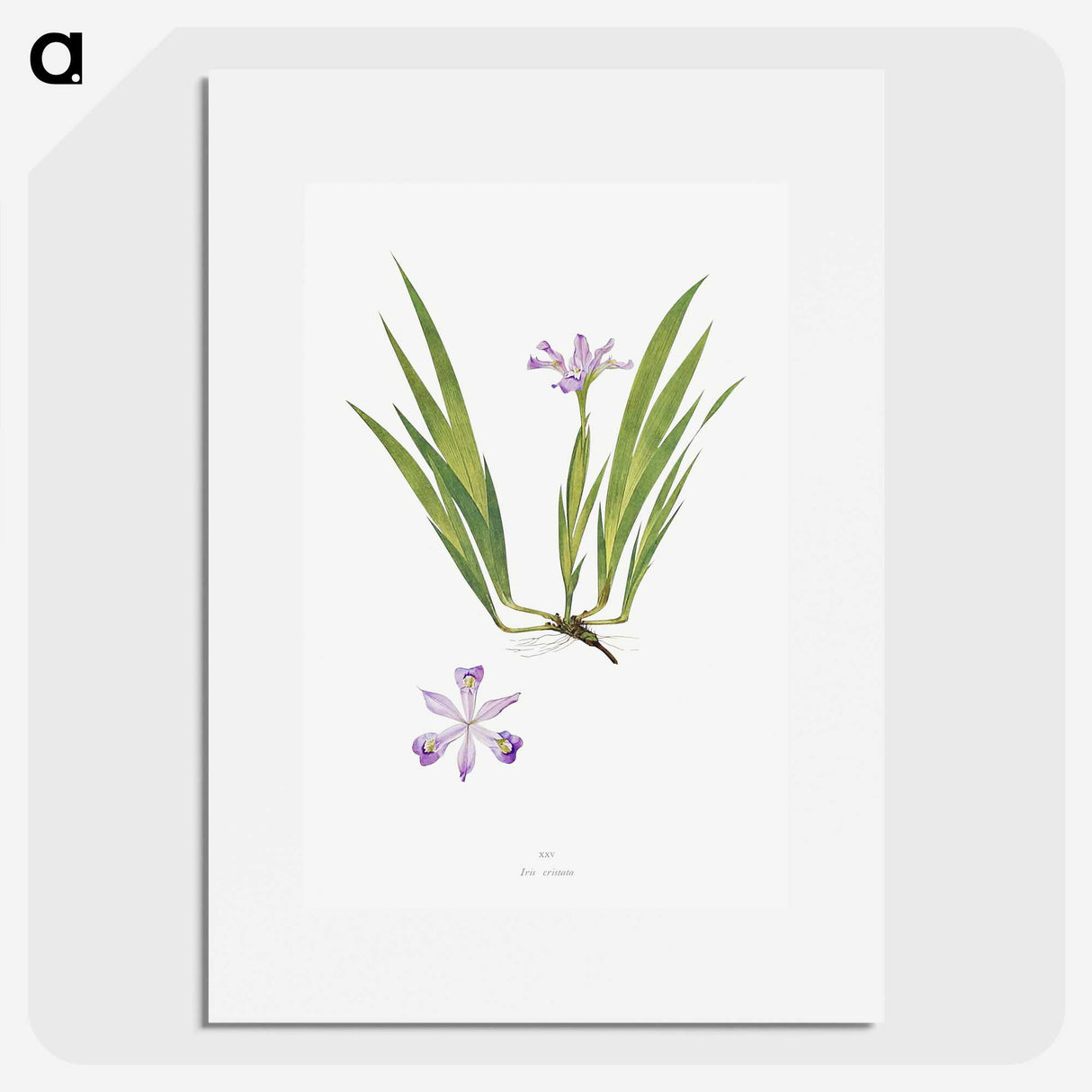 1-14_The-Genus-Iris_picture