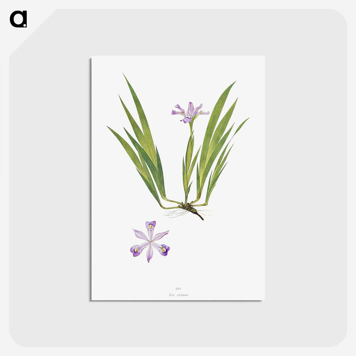 1-14_The-Genus-Iris_postcard