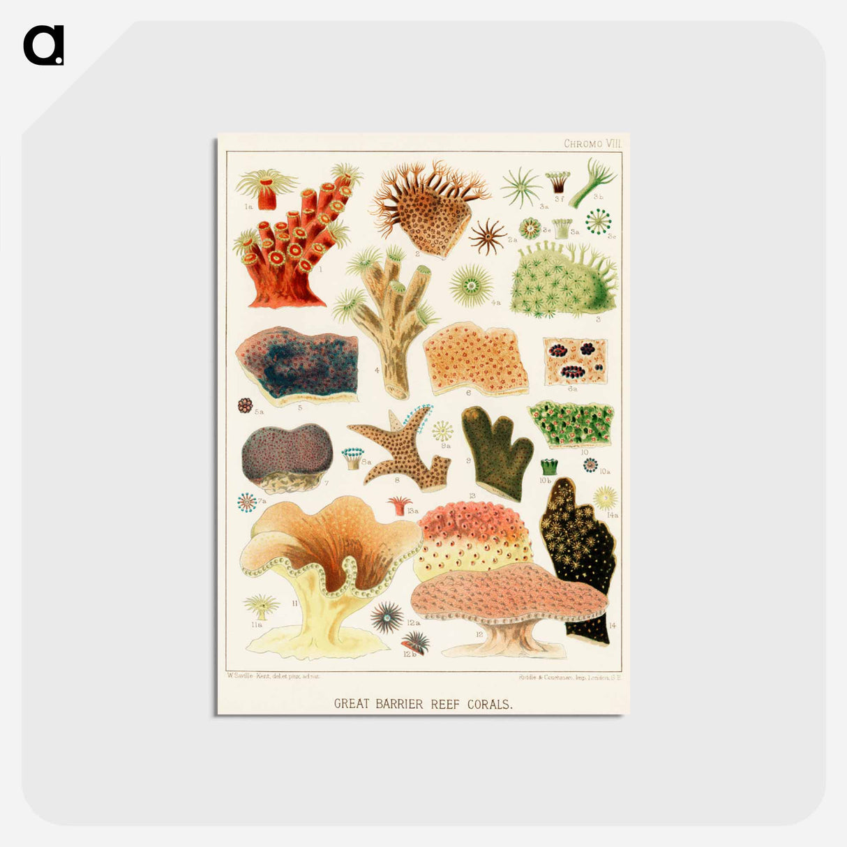 アートポストカード-Great Barrier Reef Corals - オーストラリアのグレートバリアリーフ Postcard.