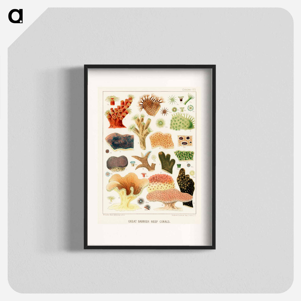 Great Barrier Reef Corals - オーストラリアのグレートバリアリーフ Poster.