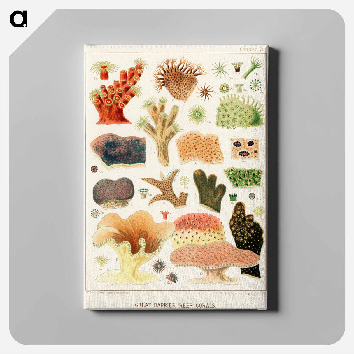 Great Barrier Reef Corals - オーストラリアのグレートバリアリーフ Canvas.