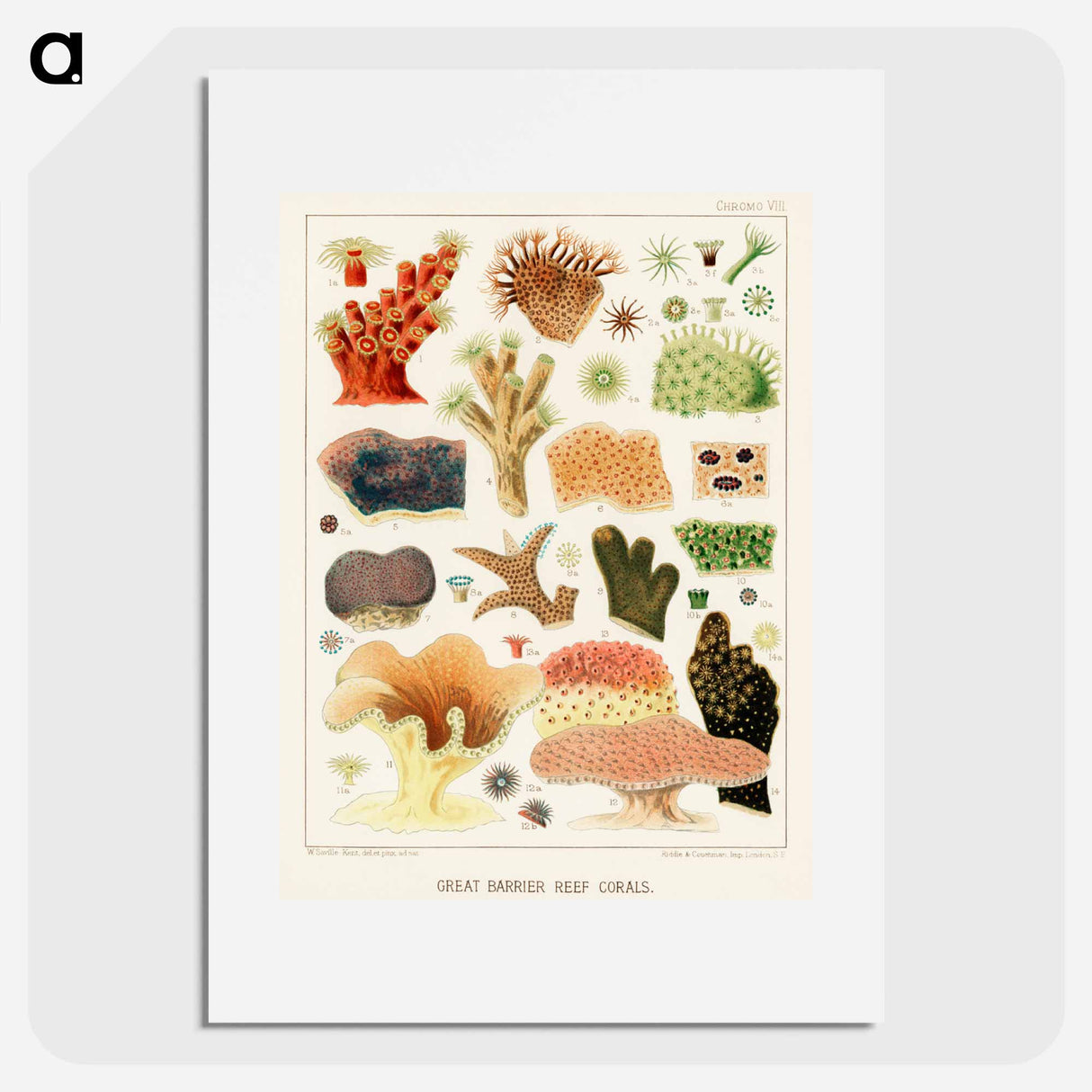 Great Barrier Reef Corals - オーストラリアのグレートバリアリーフ Poster.