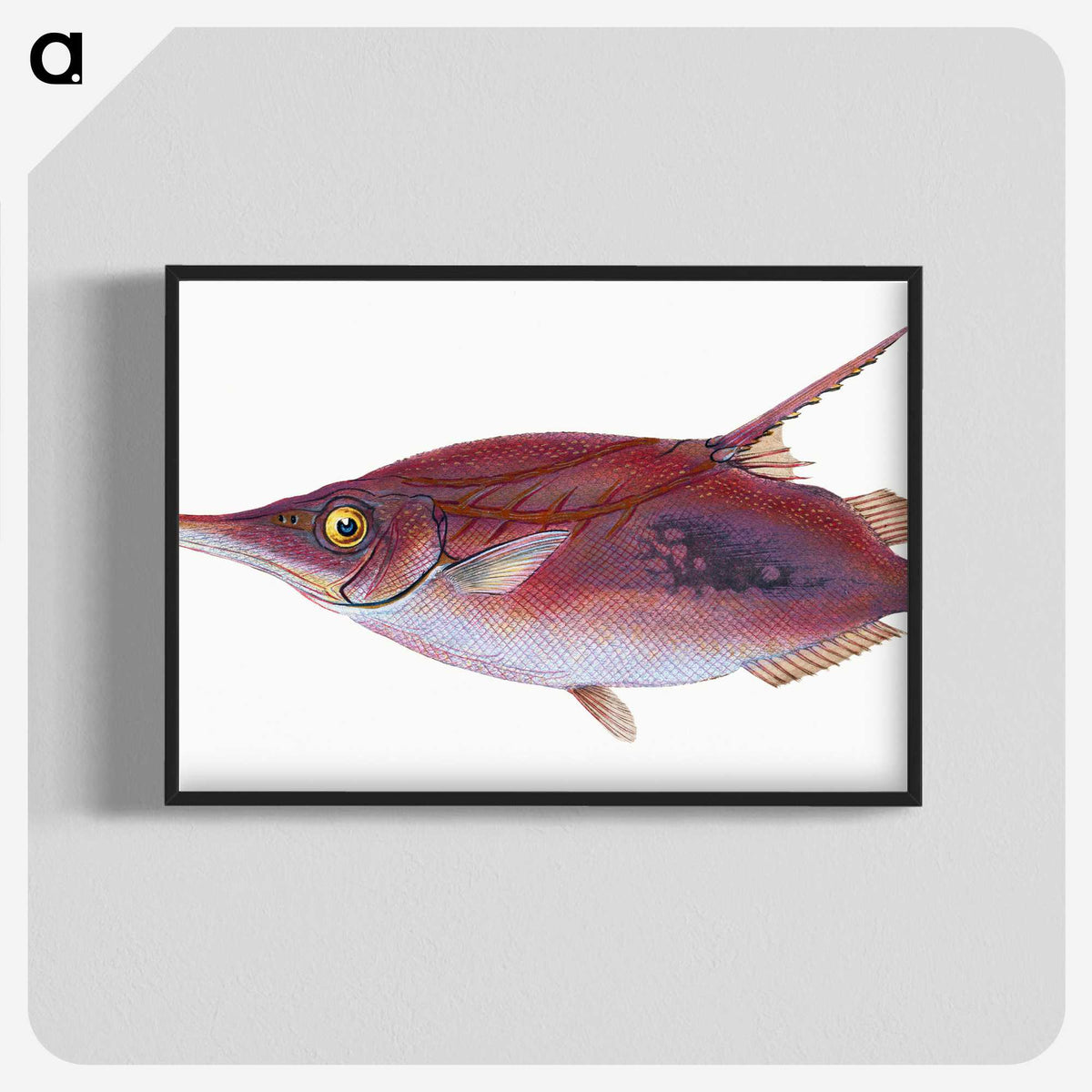 1-14_The-Natural-History-of-British-Fishes_blk-crop