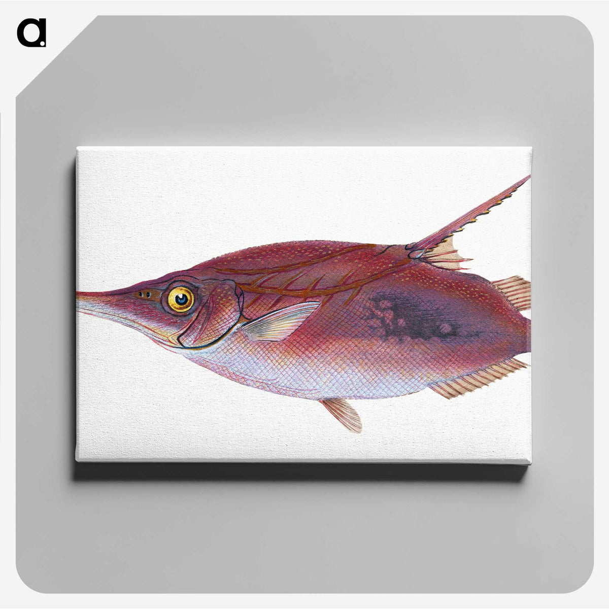 1-14_The-Natural-History-of-British-Fishes_canvas