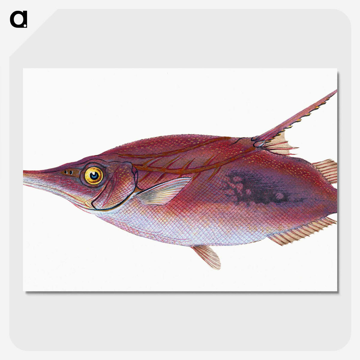 1-14_The-Natural-History-of-British-Fishes_picture-crop