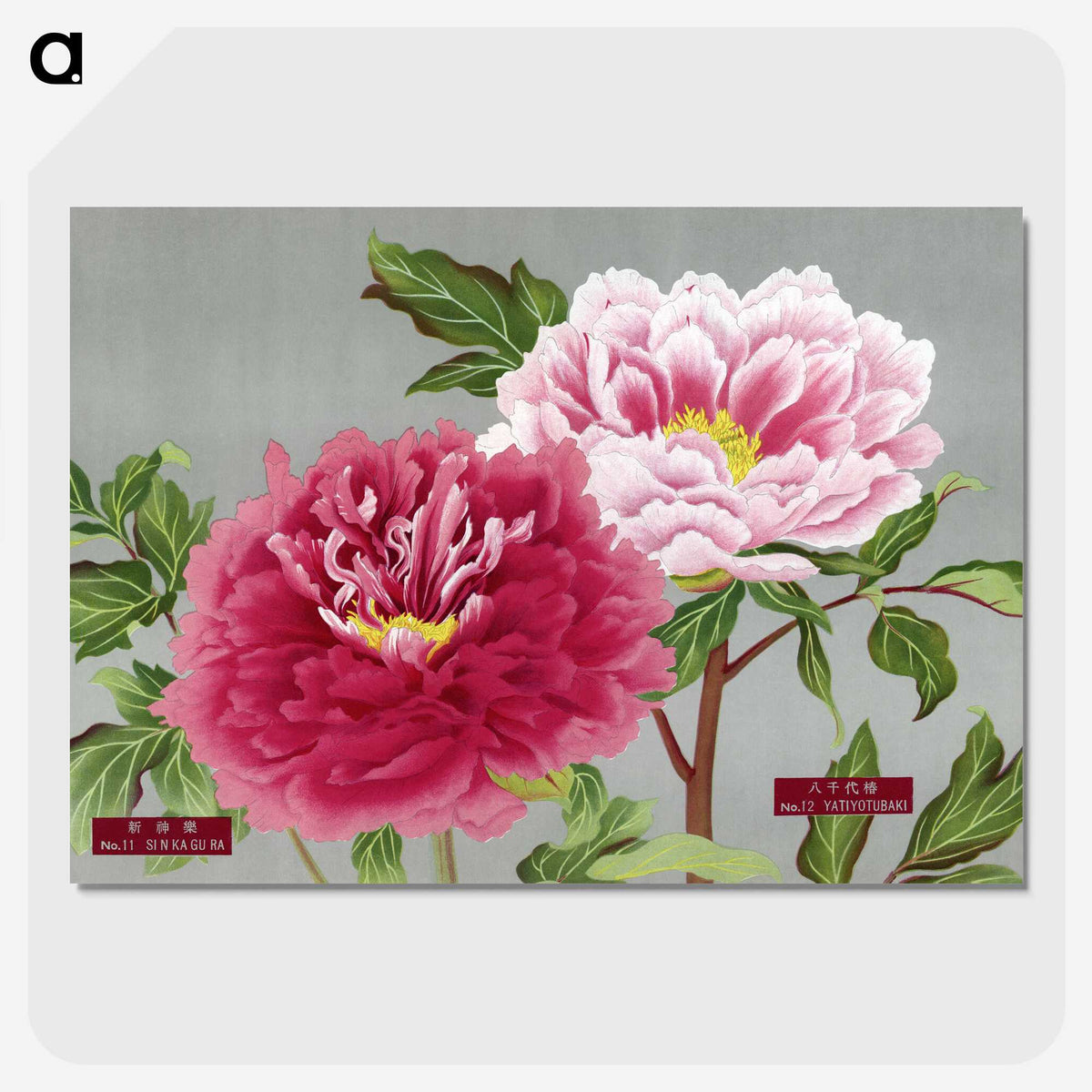 1-14_The-Picture-Book-of-Peonies_picture-crop