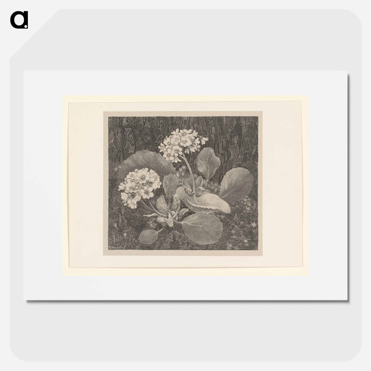 Primula in het mos - Theo van Hoytema Poster.