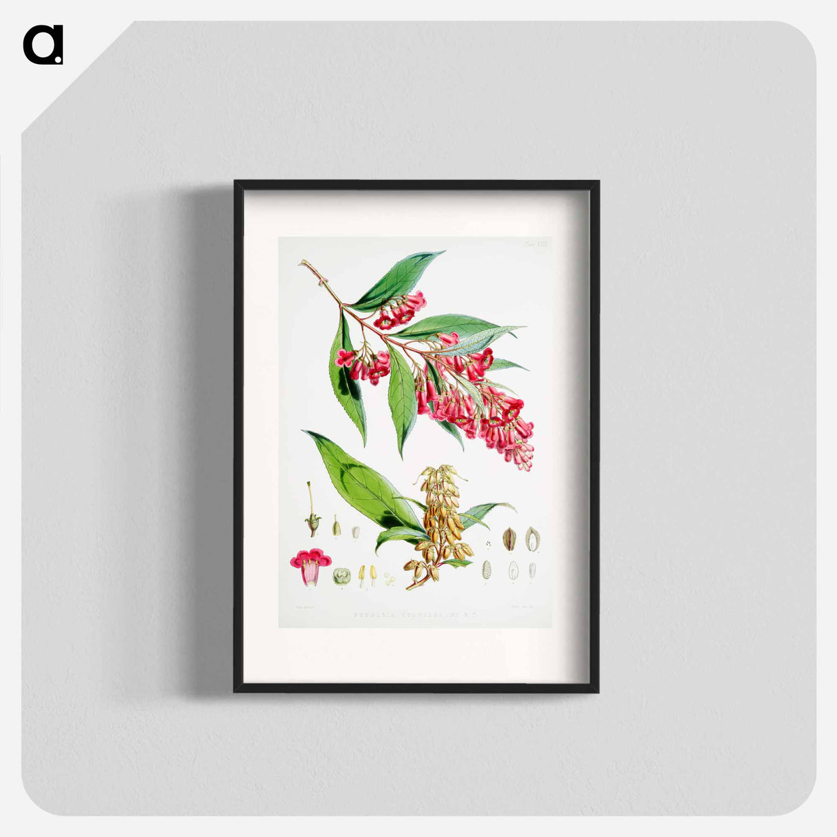 アートポスター-Buddleja Colvilei - ウォルター フッド フィッチ Poster.