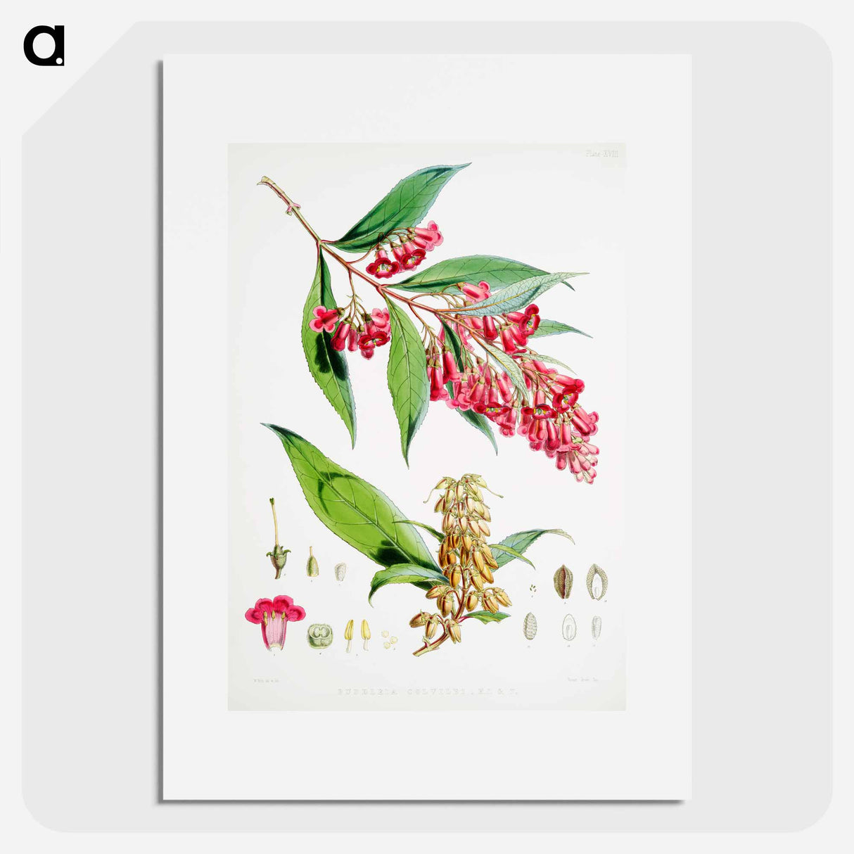 アートポスター-Buddleja Colvilei - ウォルター フッド フィッチ Poster.