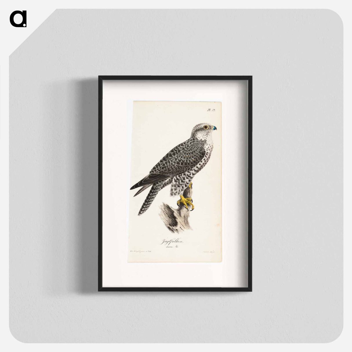 Gyrfalcon, female, illustration for watercolors for baby and natural animals - Wilhelm von Wright Poster.
