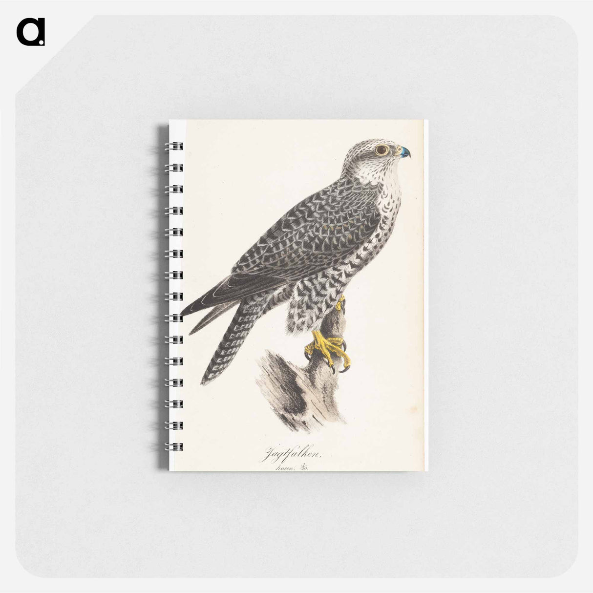 Gyrfalcon, female, illustration for tidskrift för jägare och naturforskare - ヴィルヘルム フォン ライト Memo.