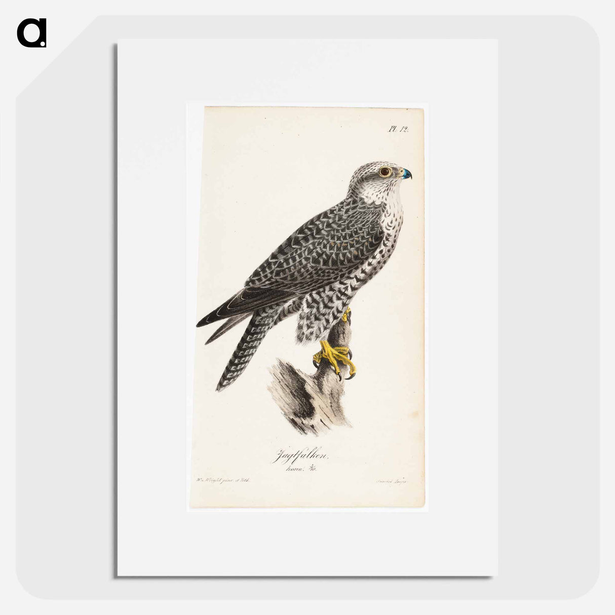 Gyrfalcon, female, illustration for watercolors for baby and natural animals - Wilhelm von Wright Poster.