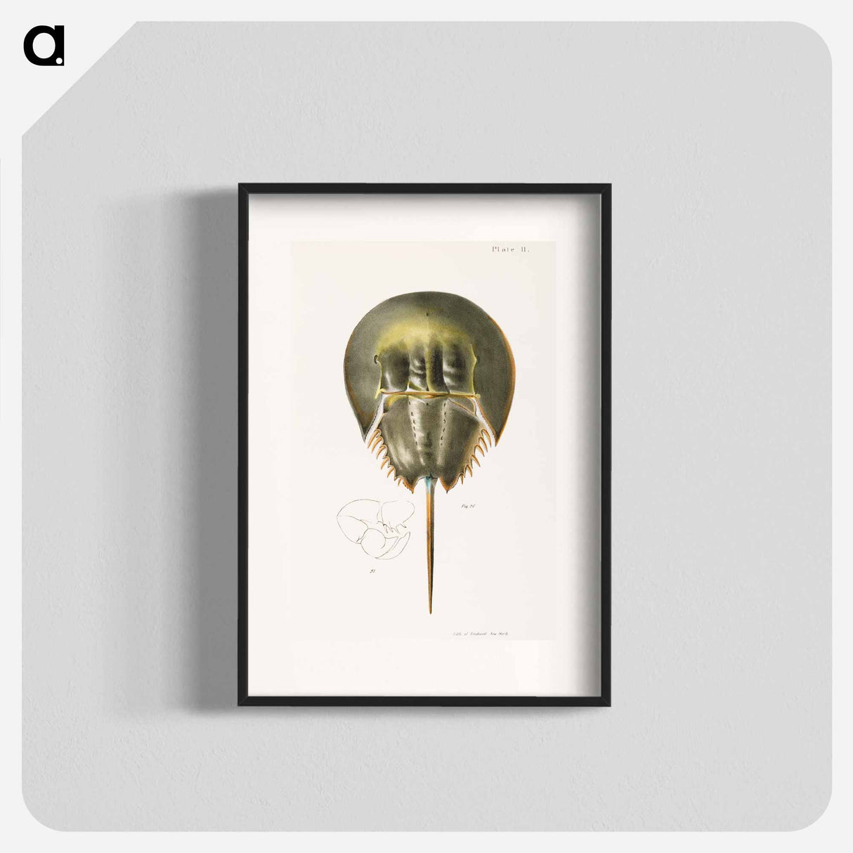 Atlantic horseshoe crab illustration from Zoology of New York by James Ellsworth De Kay - ニューヨークの動物学 Poster.