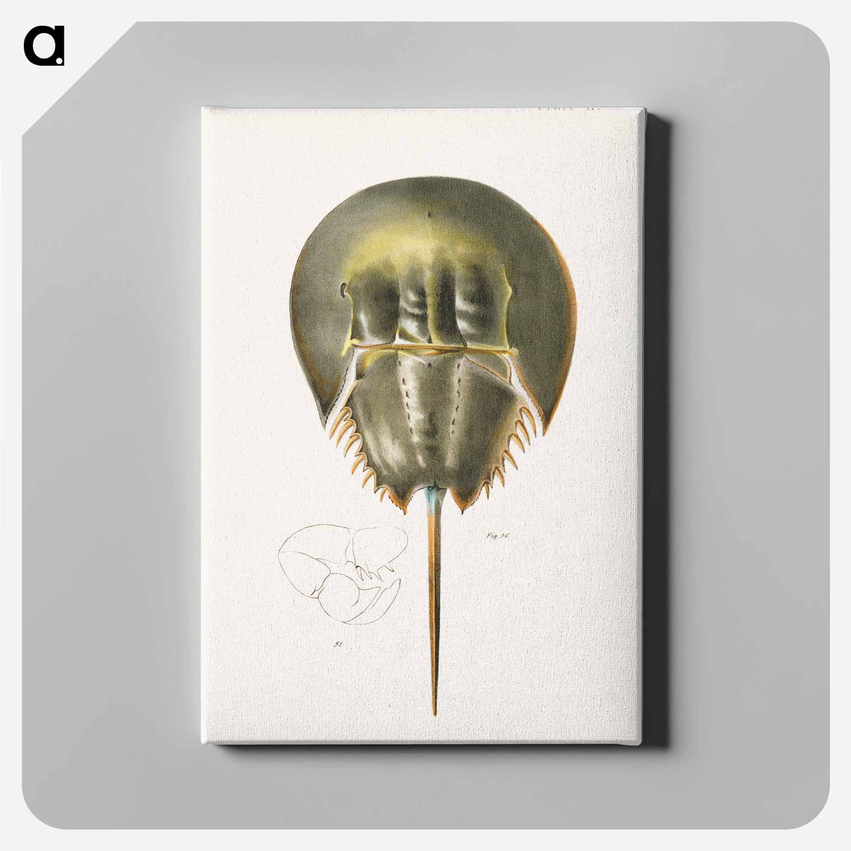 Atlantic horseshoe crab illustration from Zoology of New York by James Ellsworth De Kay - ニューヨークの動物学 Canvas.