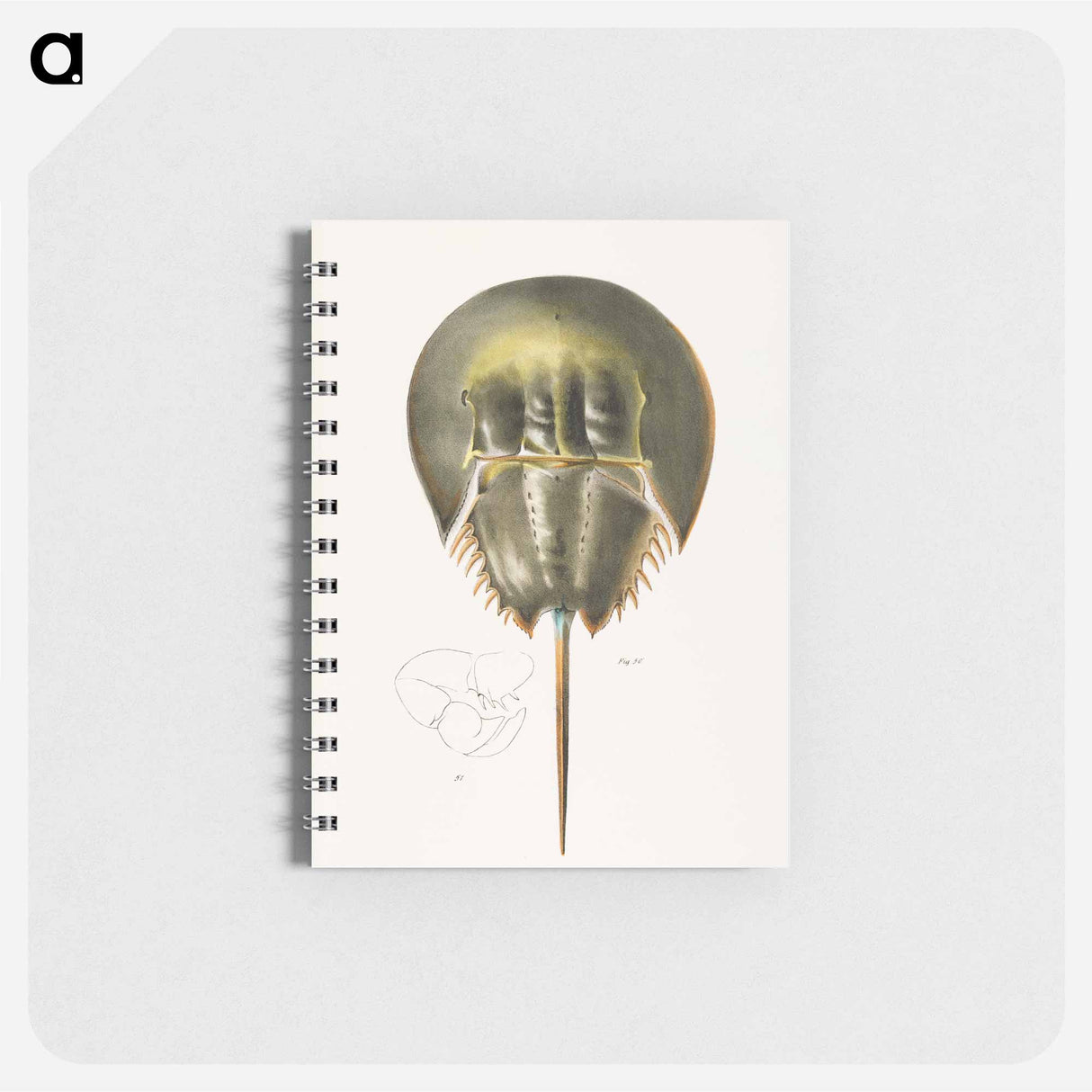 Atlantic horseshoe crab illustration from Zoology of New York by James Ellsworth De Kay - ニューヨークの動物学 Memo.