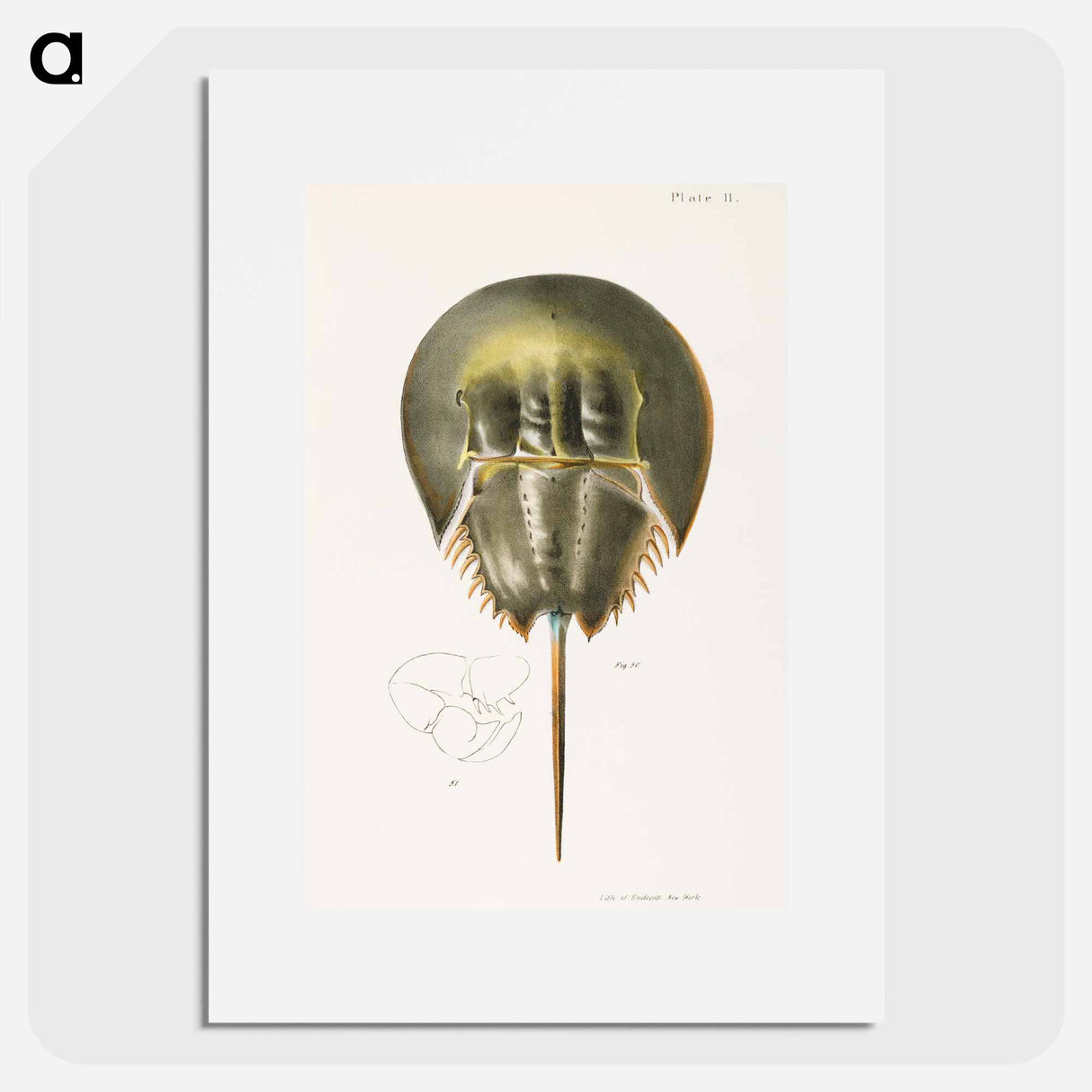 Atlantic horseshoe crab illustration from Zoology of New York by James Ellsworth De Kay - ニューヨークの動物学 Poster.