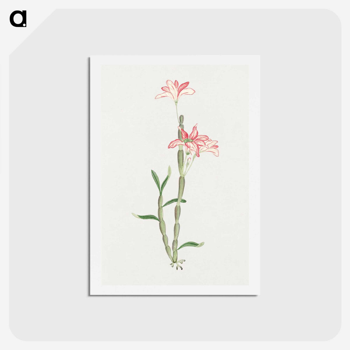 1-15_19th-Century-Japanese-Flowers_hagaki