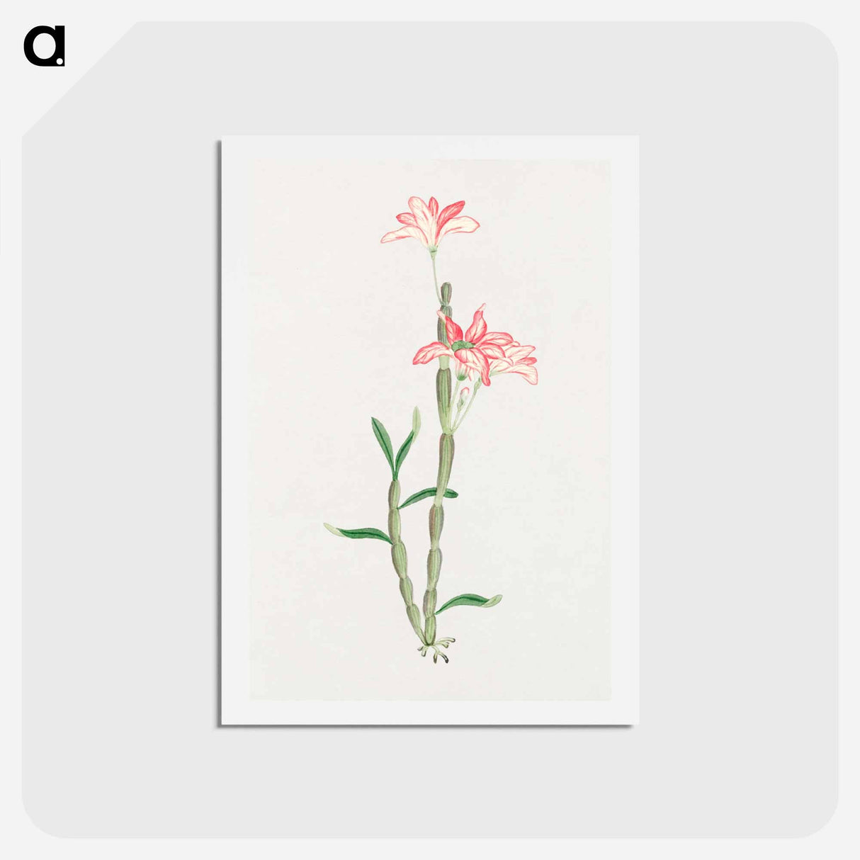 Sakoku - 19世紀の日本の花 Postcard.