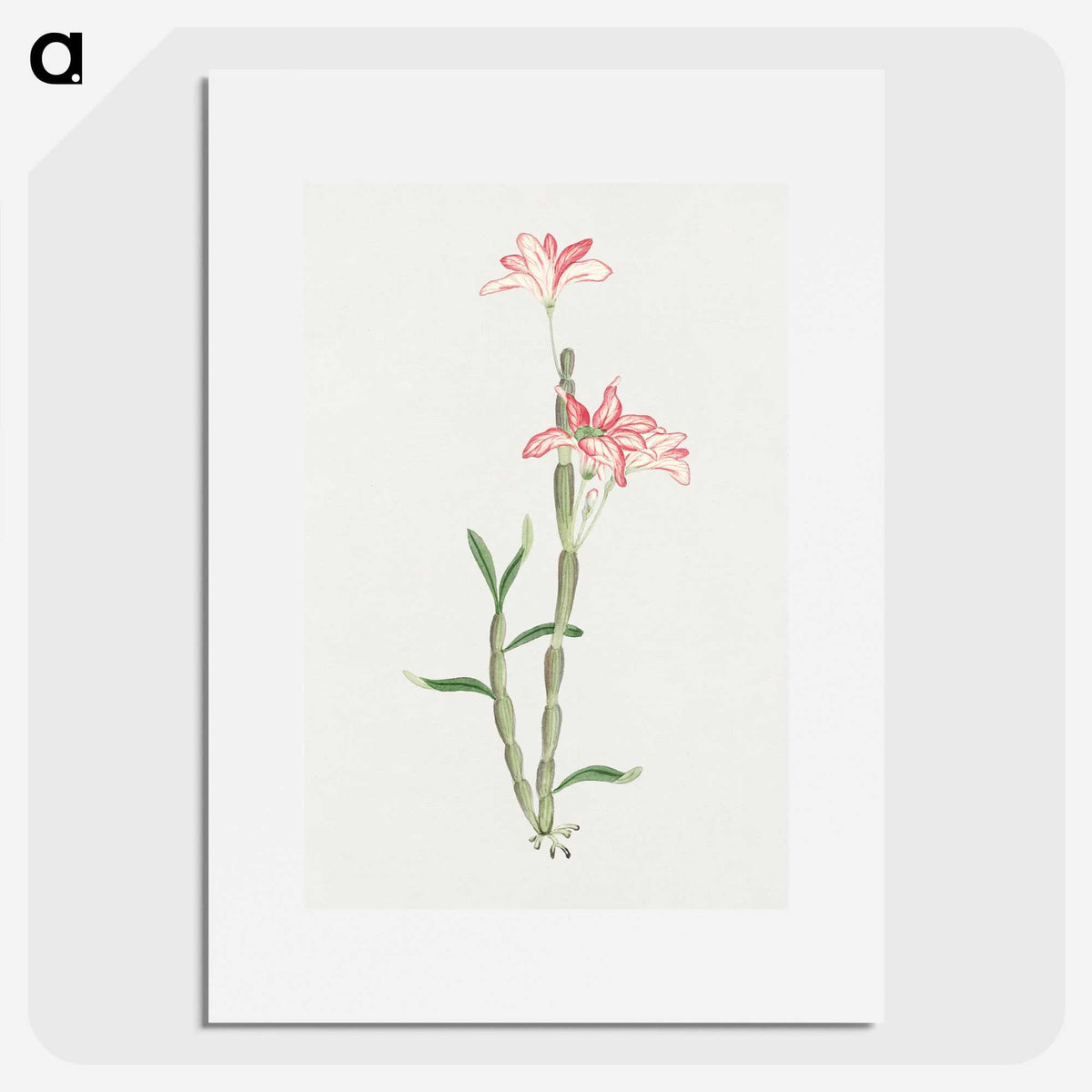 1-15_19th-Century-Japanese-Flowers_picture