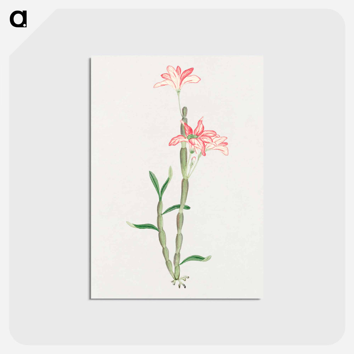 Sakoku - 19世紀の日本の花 Postcard.