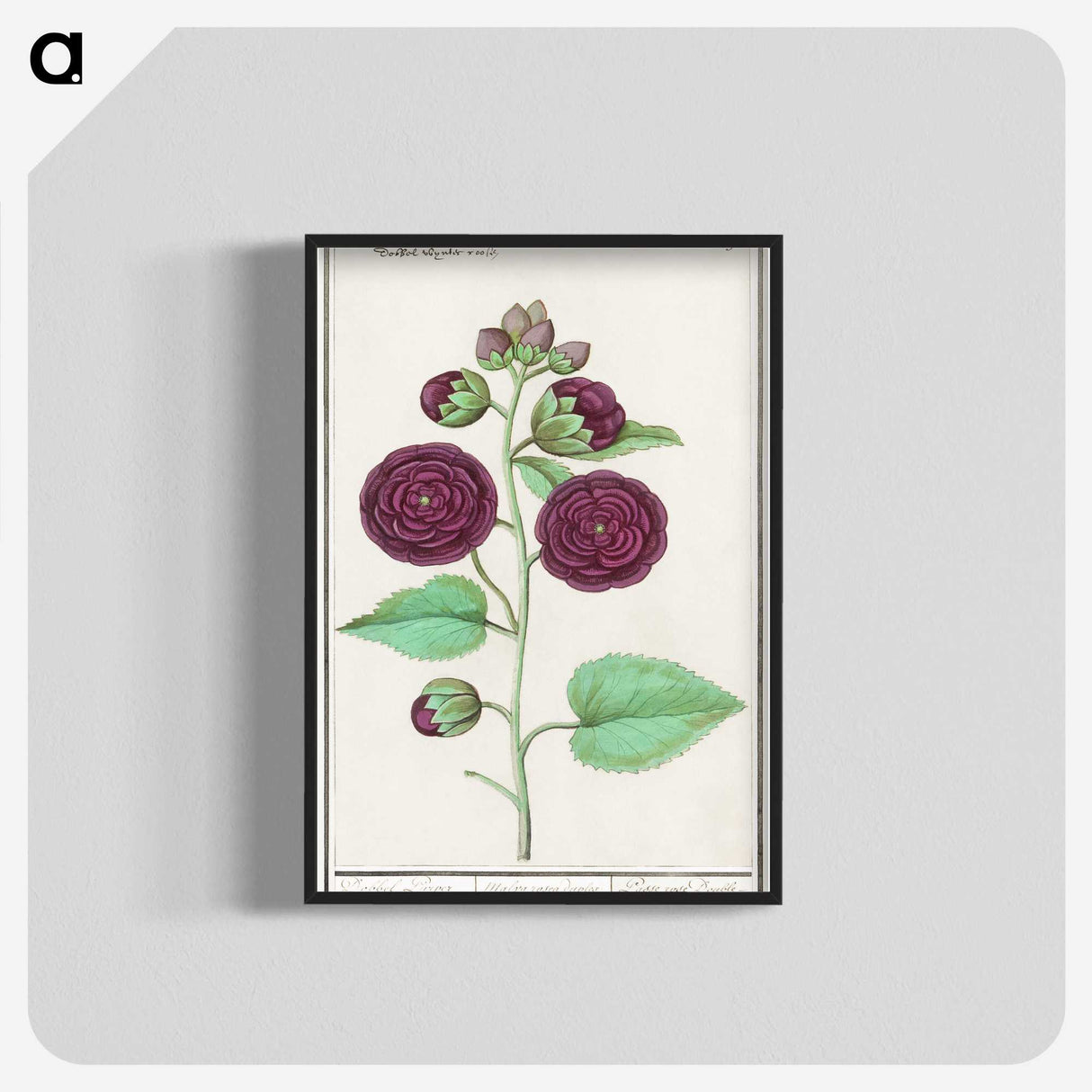 1-15_Anselmus-Boetius-de-Boodt_blk-crop