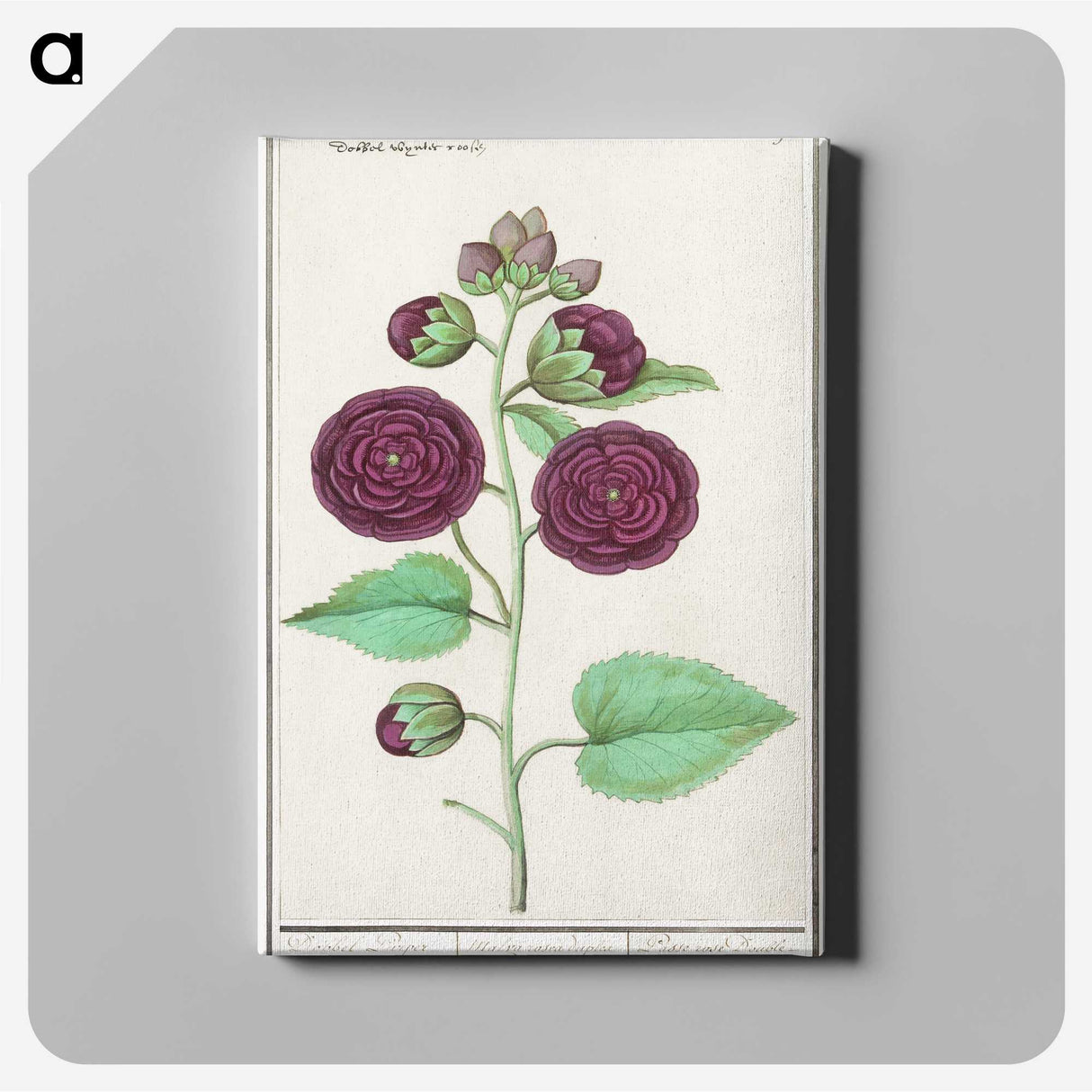 1-15_Anselmus-Boetius-de-Boodt_canvas