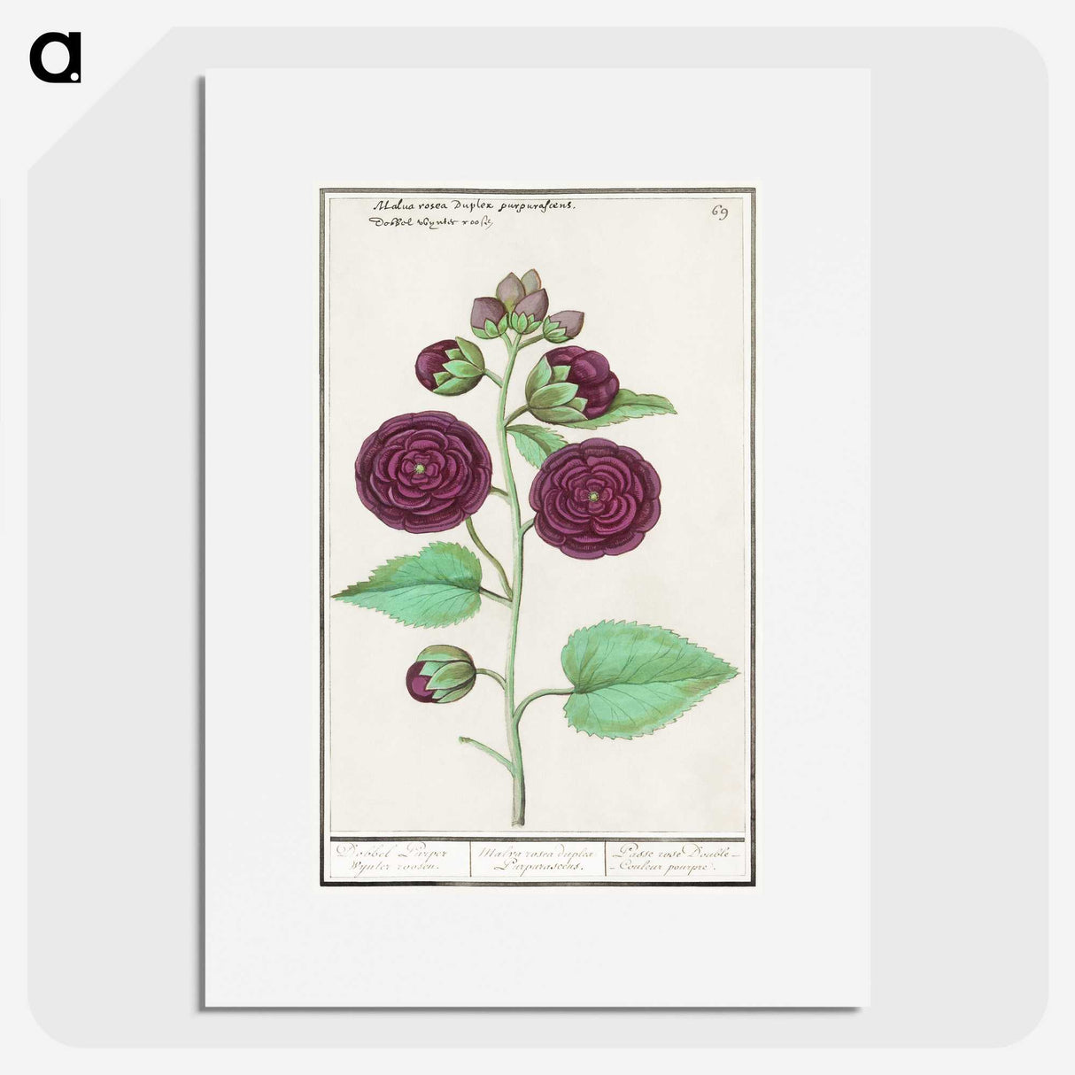 1-15_Anselmus-Boetius-de-Boodt_picture