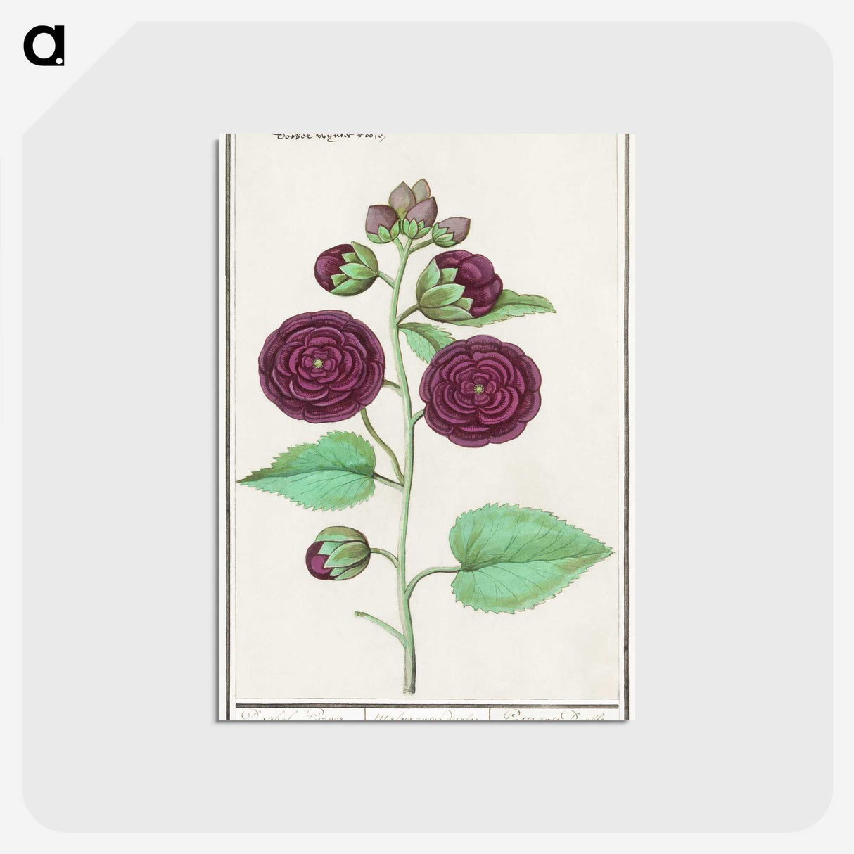 1-15_Anselmus-Boetius-de-Boodt_postcard