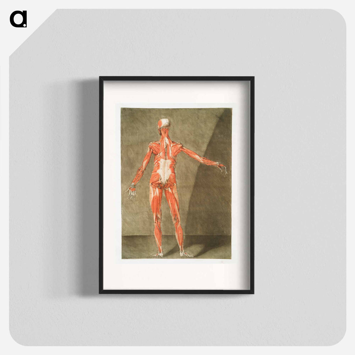 This fascinating collection of anatomical illustrations - アルノルド エロイ ゴーティエ ダゴティ Poster.
