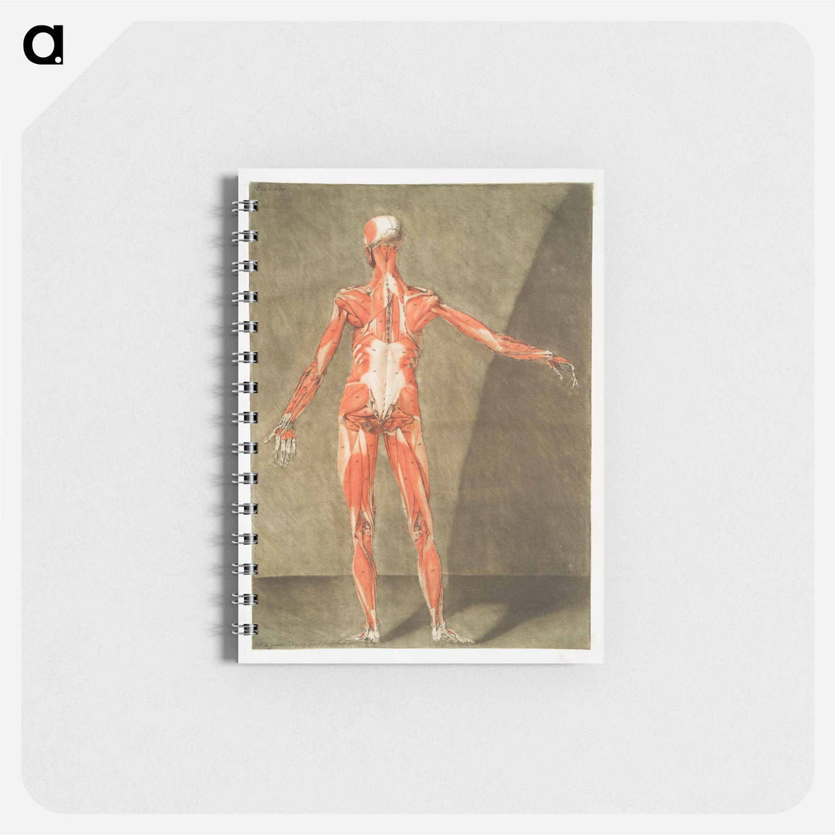 This fascinating collection of anatomical illustrations - アルノルド エロイ ゴーティエ ダゴティ Memo.