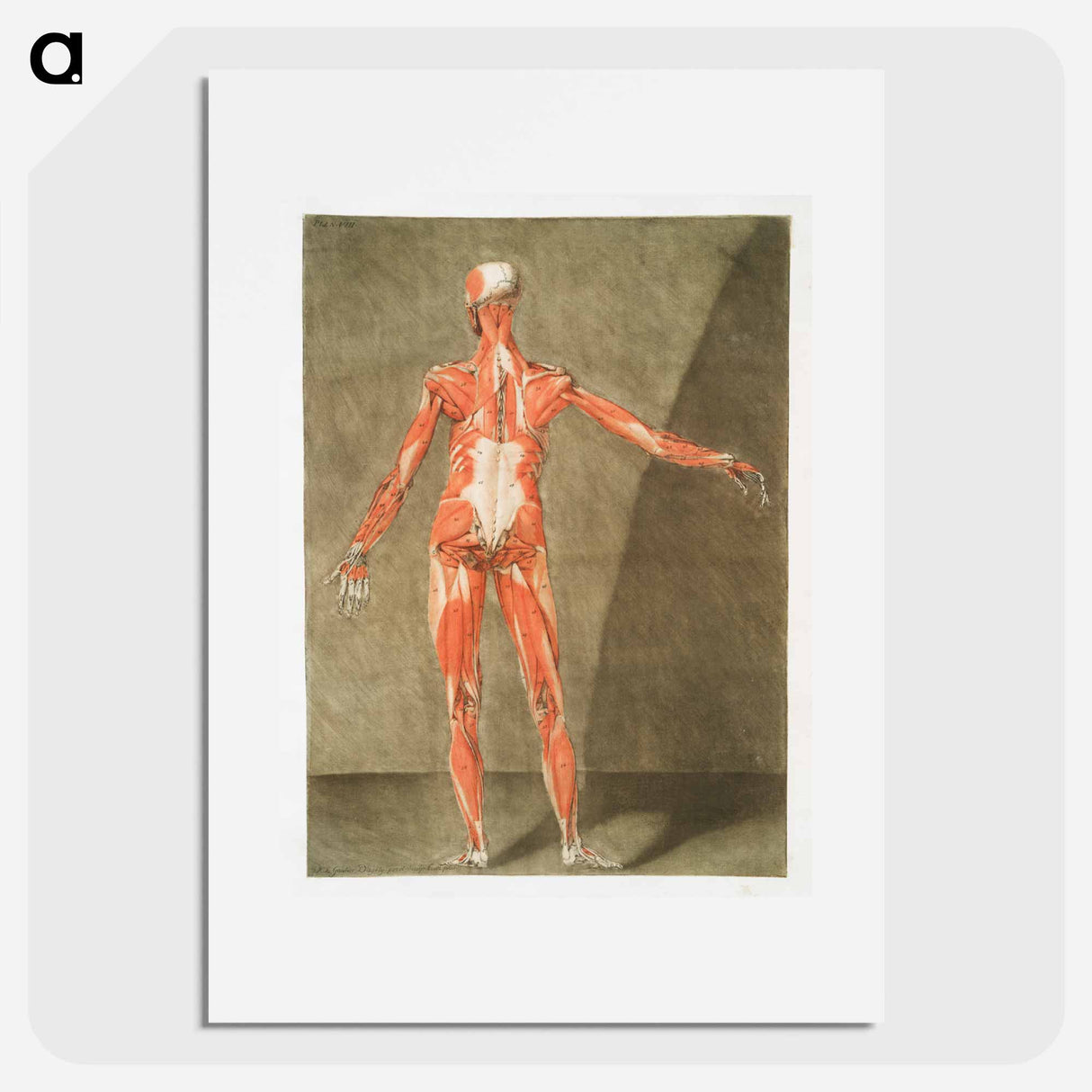 This fascinating collection of anatomical illustrations - アルノルド エロイ ゴーティエ ダゴティ Poster.