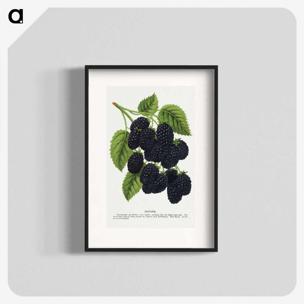 1-15_Botanical-Specimen-Plates_blk