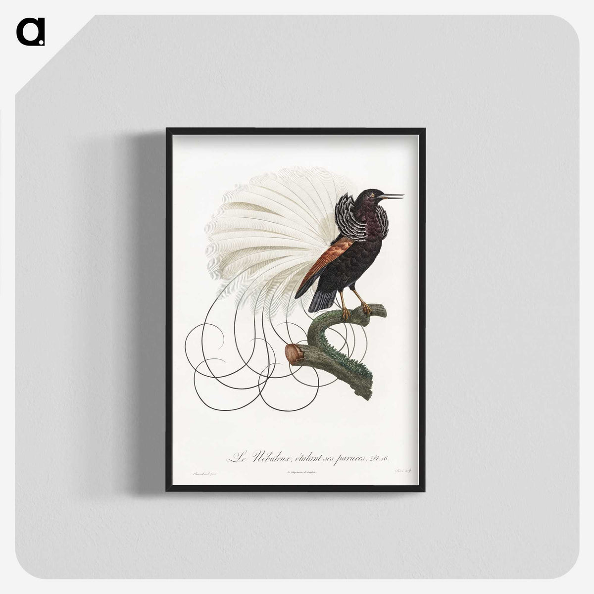 1-15_Des-Oiseaux-de-Paradis_blk-crop