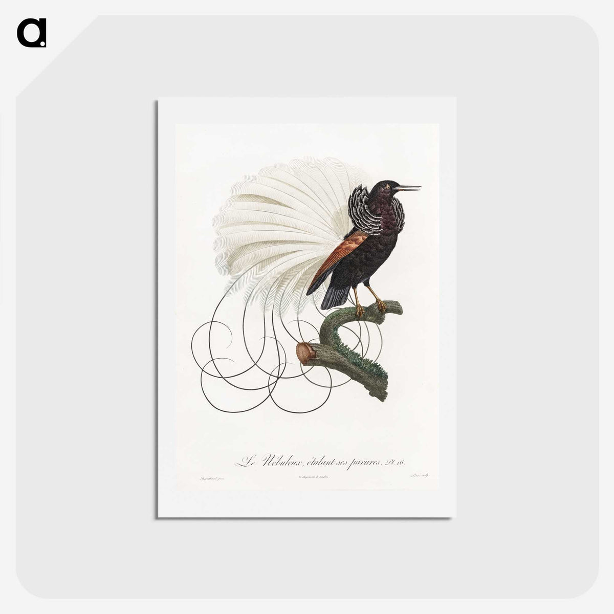 1-15_Des-Oiseaux-de-Paradis_hagaki