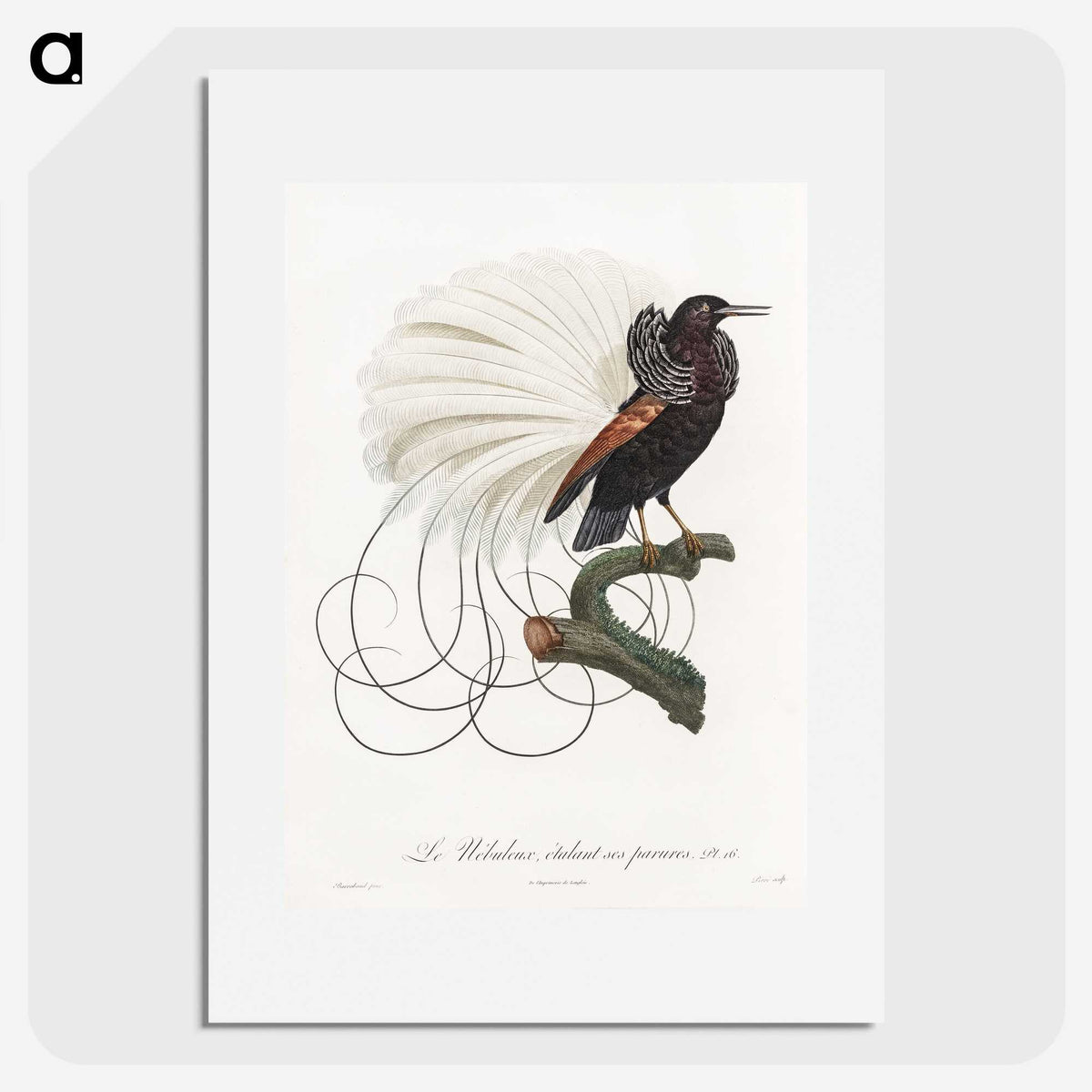 1-15_Des-Oiseaux-de-Paradis_picture