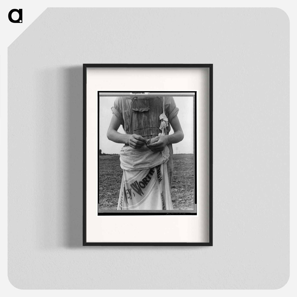 Farm boy with a sack full of boll weevils which he has picked off of cotton plants. Macon County, Georgia - Dorothea Lange Poster.