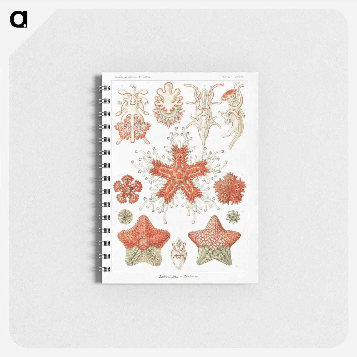 1-15_Ernst-Haeckel_memo