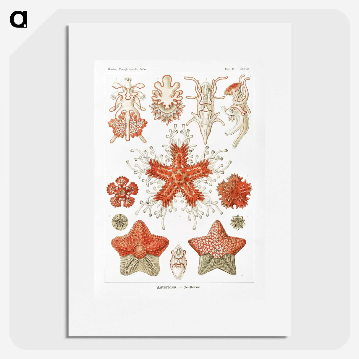 1-15_Ernst-Haeckel_picture
