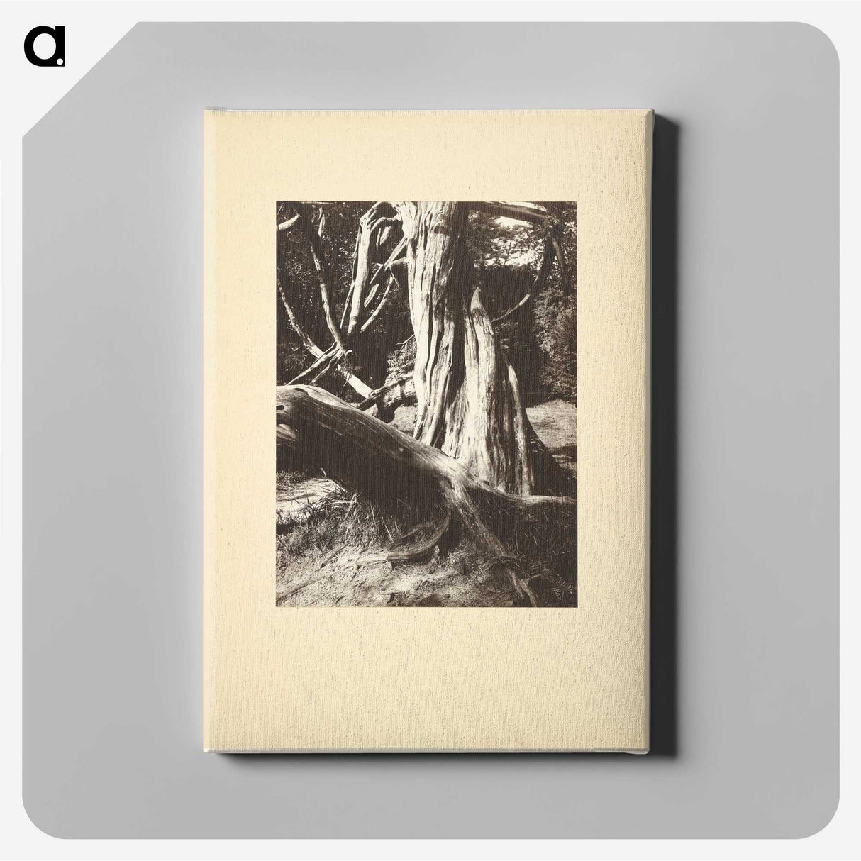 1-15_Eugene-Atget_canvas
